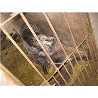 徐州纯种野猪|江苏特种野猪养殖基地 