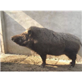 野猪肉的做法 山西陕西野猪肉价格见涨 