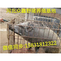 甘肃哪里有野猪养殖场？ 就在纯种野猪养殖基地 