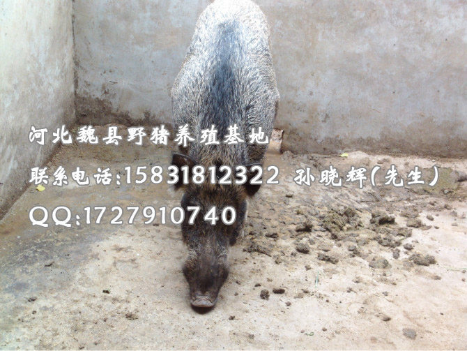 河北石家庄野猪 邯郸大型野猪养殖基地 秦皇岛野猪
