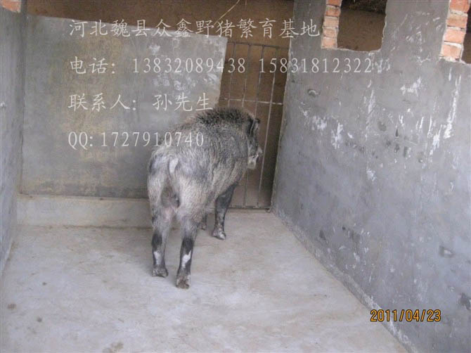 河北特种野猪养殖厂-魏县特种养殖野猪报价-94
