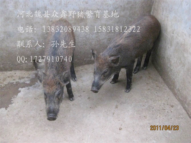 河北特种野猪养殖厂-魏县特种养殖野猪报价-92