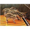 中国纯种野猪 纯种野猪价格 纯种野猪养殖基地 