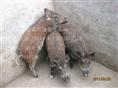 河北特种野猪养殖厂-魏县特种养殖野猪报价-81