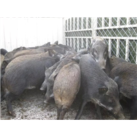 野猪肉价格 2016**野猪肉报价 