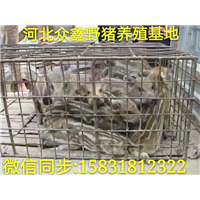 纯种野猪养殖场 一代野猪苗20斤左右的多钱一只 