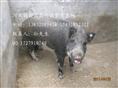 河北特种野猪价格-河北豪猪价格查询-72
