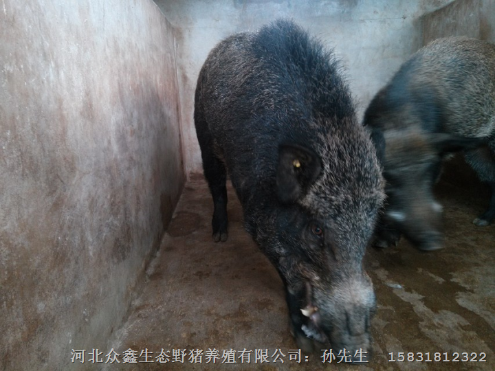 河南新乡野猪养殖 郑州野猪肉 安阳野猪养殖基地 