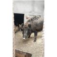 天津野猪、江苏野猪、吉林野猪养殖基地 