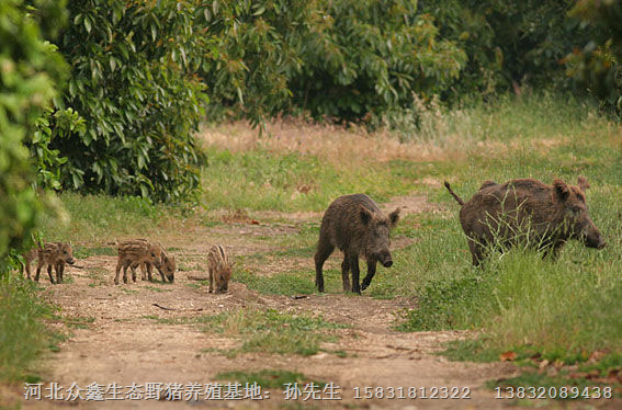 北京野猪养殖 天津众鑫大型野猪养殖繁育基地 