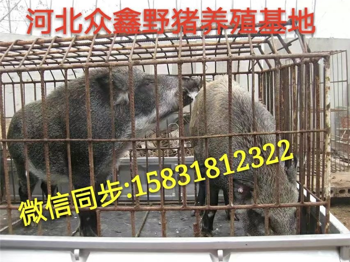 重庆哪里有野猪养殖场？  就在纯种野猪养殖基地 