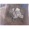 河南濮阳野猪肉 开封野猪养殖场 鹤壁野猪肉烤串 