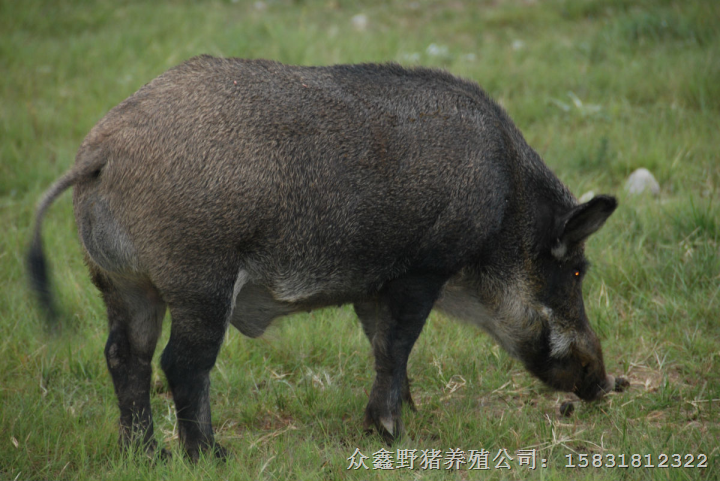 咸宁野猪肉价格 仙桃野猪种猪销售 潜江野猪养殖基地 