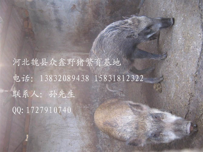 河北野猪价格-河北特种野猪养殖T-06