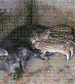 承德野猪 唐山野猪 沧州野猪 衡水野猪 