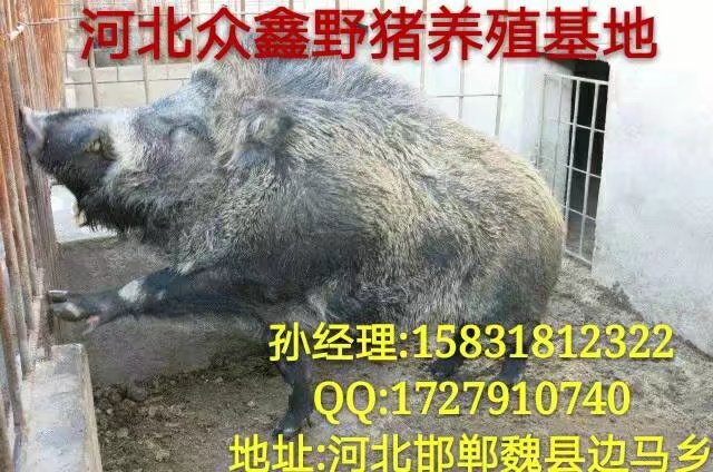 野猪养殖加盟   纯种野猪苗价格多少钱一只 