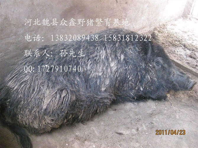 河北野猪价格-河北特种野猪养殖T-04