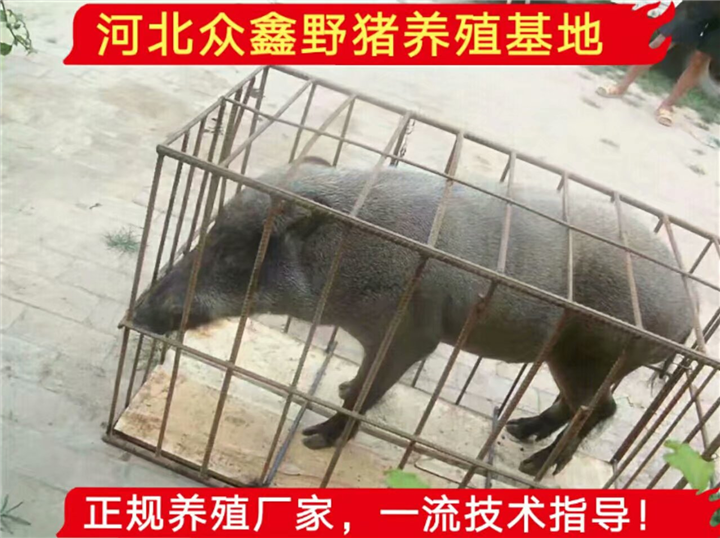 云南野猪苗多少钱一只、正规野猪养殖基地 