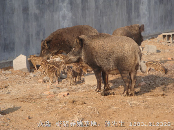 天津野猪肉 北京野猪养殖 内蒙野猪养殖基地 