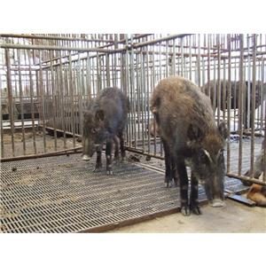 野猪肉营养真丰富 河北野猪基地推出健康肉食品 