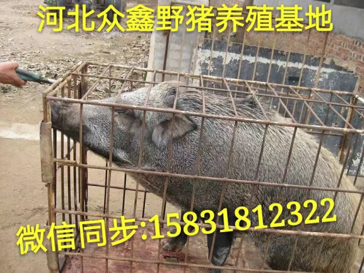 特种野猪肉价格 沧州大型野猪养殖基地 