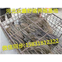 特种野猪养殖国家政策  野猪崽价格多少钱一只 