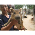 纯种野猪与特种野猪外形上有差别 野性大 