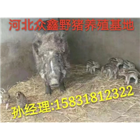 野猪养殖场设计图  特种野猪苗价格多少钱一头 