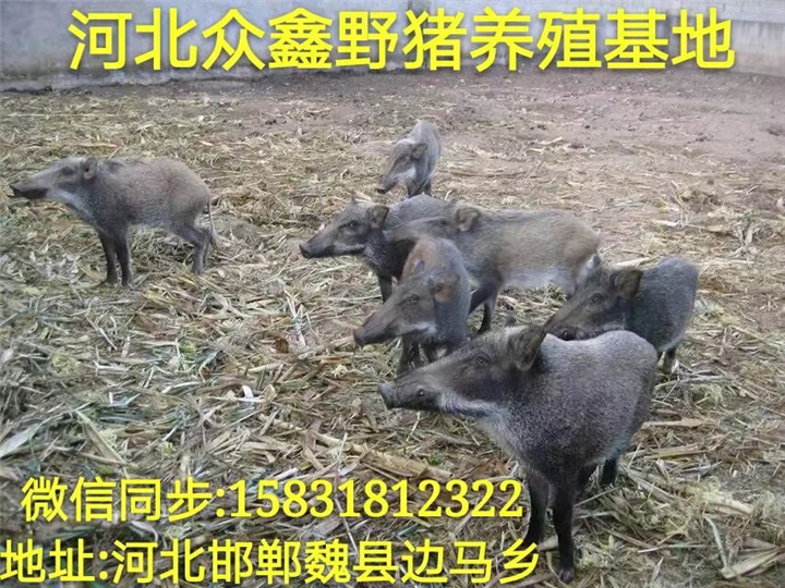辽宁哪里有野猪养殖场？  就在纯种野猪养殖基地 
