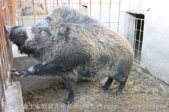 河北纯种野猪养殖场出售各种大小纯种野猪 