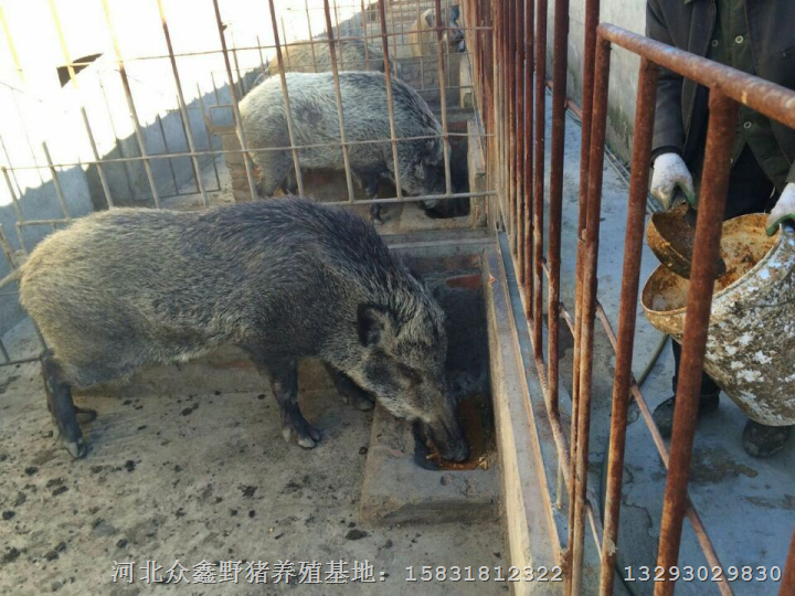 辽宁野猪养殖前景 特种野猪肉价格批发 