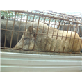 西安野猪养殖基地常年出售各种大小野猪及野猪肉 