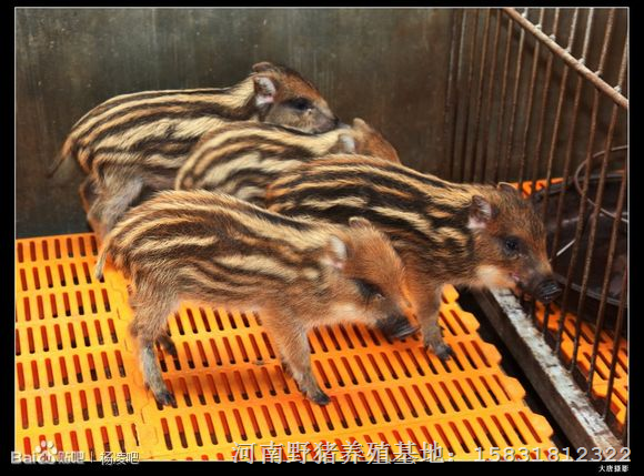 择河南山大型野猪养殖基地 就选西各地区的野猪养殖公司 