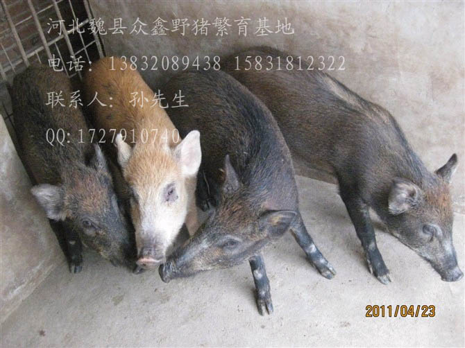 河北特种野猪养殖厂-魏县特种养殖野猪报价-83
