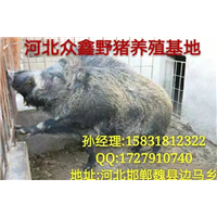 野猪养殖加盟   纯种野猪苗价格多少钱一只 