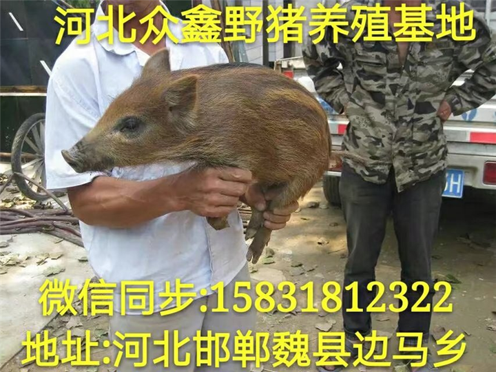 安徽哪里有野猪养殖场？ 就在纯种野猪养殖基地 