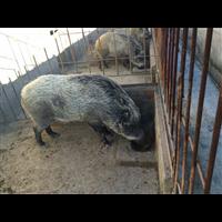 特种野猪养殖前景 野猪养殖技术 野猪肉价格 