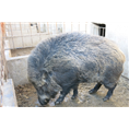 纯种野猪仔猪纯种野猪苗批发纯种野猪繁育 