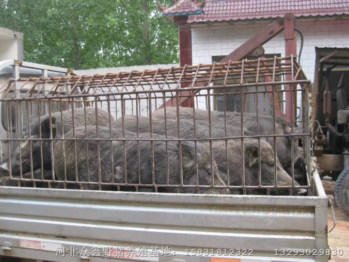 野猪肉好吃吗？陕西宁夏新疆野猪肉价格查询 