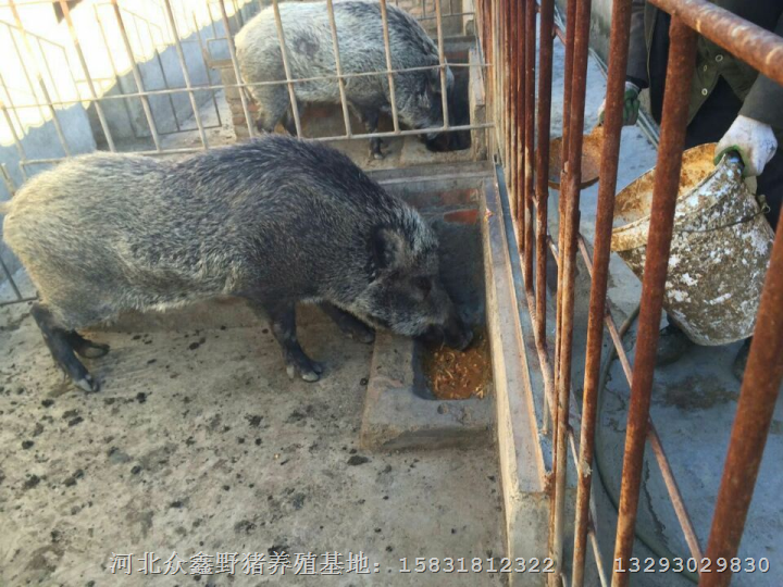 江西野猪养殖 南昌特种野猪养殖基地 