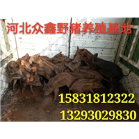 云南哪里有大型野猪养殖基地 求购野猪苗价格多少钱一头 