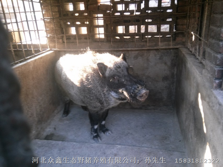 甘肃野猪苗价格 青海野猪肉 山东长白山野猪销售商 