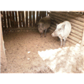 河北特种野猪养殖基地出售各种大小野猪及野猪肉 