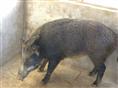 山西野猪场养殖野猪肉价格 野猪养殖前景怎么样？15831812322告诉你 