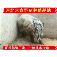 一代野猪苗20斤的多钱一只？正宗野猪养殖基地 