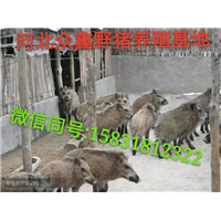 野猪养殖可行性报告  中国**的纯种野猪养殖基地 