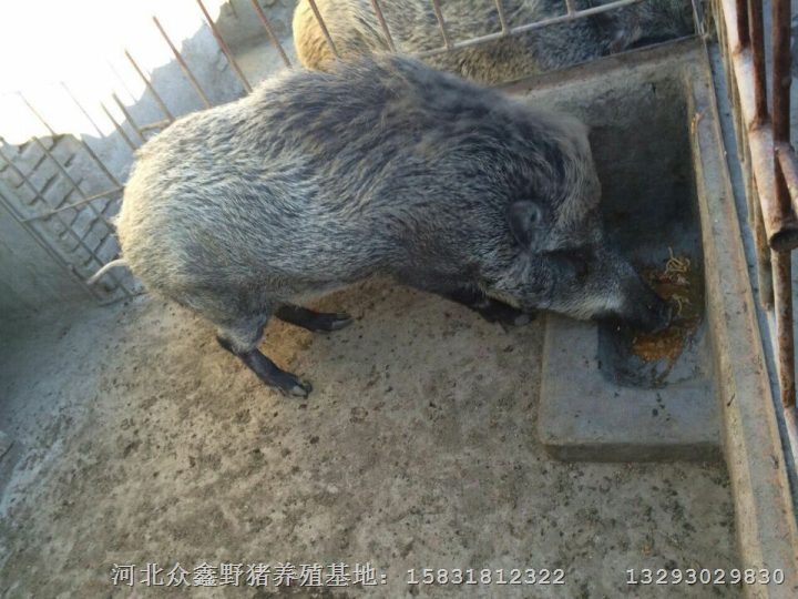 河南野猪养殖 郑州纯种野猪养殖基地 