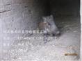河北特种野猪养殖厂-魏县特种养殖野猪报价-110