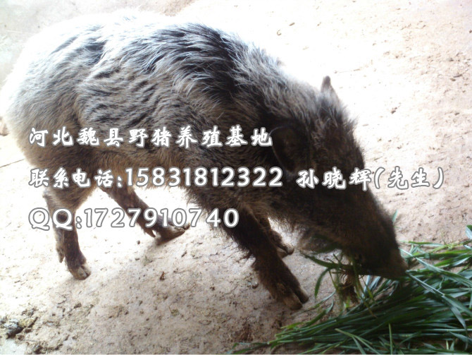 河北特种野猪 河南野猪养殖 辽宁野猪养殖基地