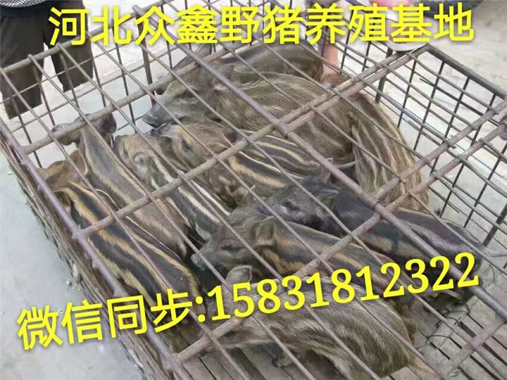 特种野猪养殖国家政策  野猪崽价格多少钱一只 